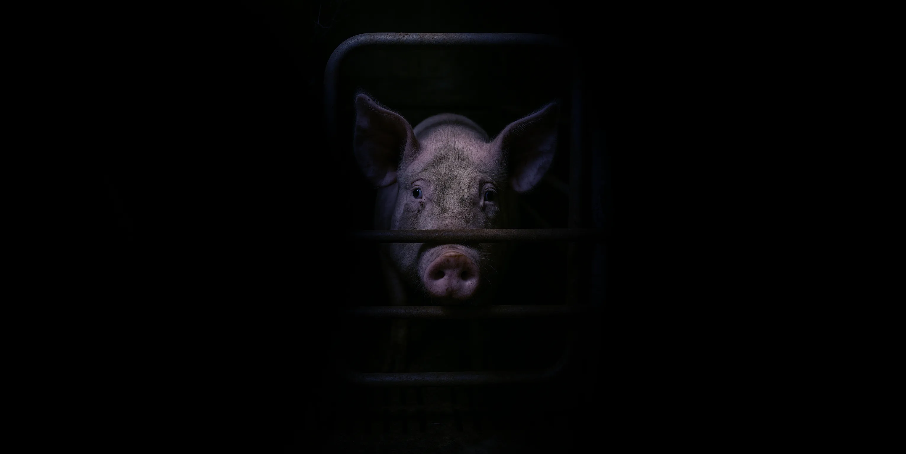 Dystopie animale